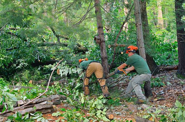 Marquette Heights, IL Tree Services Company