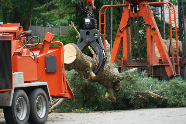 Best Tree Maintenance Programs  in Marquette Heights, IL
