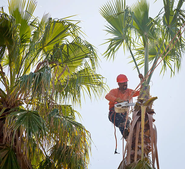 How Our Tree Care Process Works  in  Marquette Heights, IL